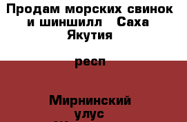 Продам морских свинок и шиншилл - Саха (Якутия) респ., Мирнинский улус Животные и растения » Грызуны и Рептилии   
